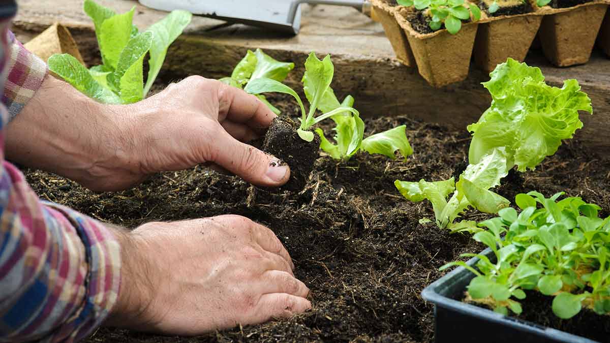 دانلود پاورپوینت اصول سبزی‌کاری