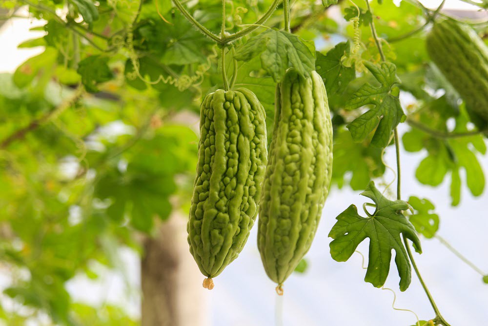 دانلود مقاله خیار درختی (کارلا یا ماموردیکا)  Word