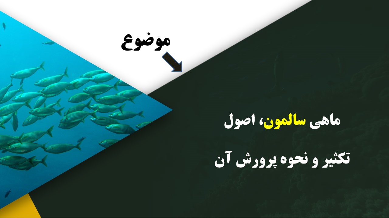 دانلود پاورپوینت ماهی سالمون، اصول تکثیر و نحوه پرورش آن