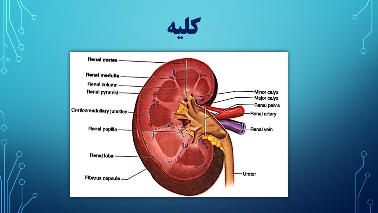 دانلود پاورپوینت کلیه