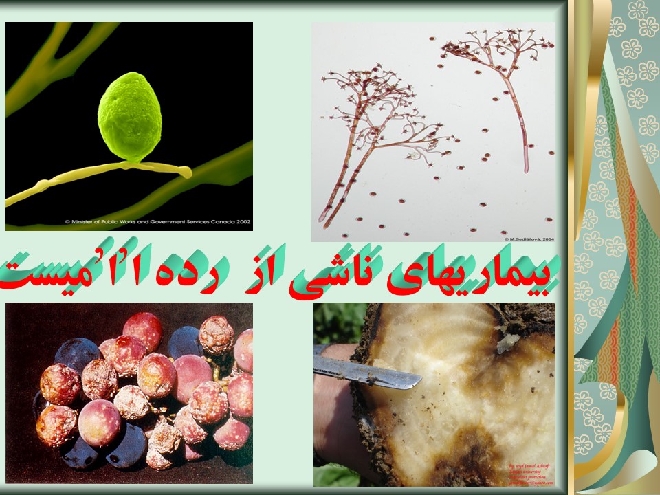 دانلود پاورپوینت بیماری های اوومیستها