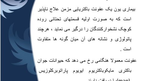 دانلود پاورپوینت بیماری یون (علوم دامی)