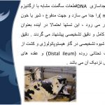 دانلود پاورپوینت بیماری یون (علوم دامی)