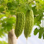 دانلود مقاله خیار درختی (کارلا یا ماموردیکا)  Word