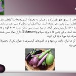 دانلود پاورپوینت بادنجان گلخانه ای (کتابچه محصول باغبانی)