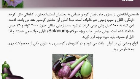 دانلود پاورپوینت بادنجان گلخانه ای (کتابچه محصول باغبانی)