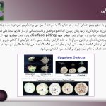 دانلود پاورپوینت بادنجان گلخانه ای (کتابچه محصول باغبانی)