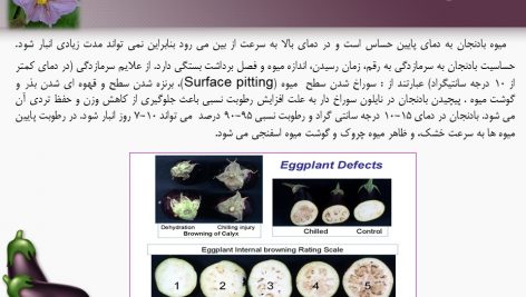 دانلود پاورپوینت بادنجان گلخانه ای (کتابچه محصول باغبانی)