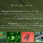 دانلود پاورپوینت Bacillus thuringiensis کنترل آفات و حشرات