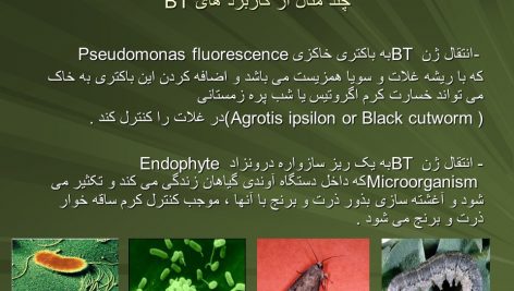 دانلود پاورپوینت Bacillus thuringiensis کنترل آفات و حشرات
