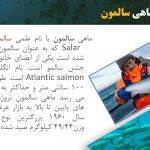 دانلود پاورپوینت ماهی سالمون، اصول تکثیر و نحوه پرورش آن