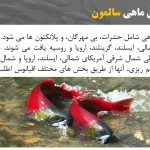 دانلود پاورپوینت ماهی سالمون، اصول تکثیر و نحوه پرورش آن