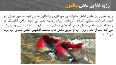 دانلود پاورپوینت ماهی سالمون، اصول تکثیر و نحوه پرورش آن