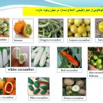 دانلود پاورپوینت خیار گلخانه ای (کتابچه محصول باغبانی)