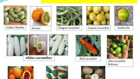 دانلود پاورپوینت خیار گلخانه ای (کتابچه محصول باغبانی)