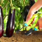 دانلود پاورپوینت بادنجان گلخانه ای (کتابچه محصول باغبانی)