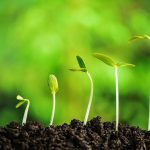 مقاله مطالعه مکانیسم عمل و پیام رسانی آبسیزیک اسید