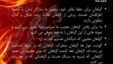 دانلود پاورپوینت گیاهان خارق العاده