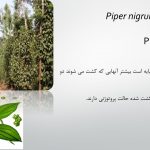 دانلود پاورپوینت تولید مثل در گیاهان، و اصلاح برخی از گیاهان دارویی با هدف مقاومت به تنش های زنده و غیر زنده