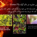 دانلود پاورپوینت گیاهان خارق العاده