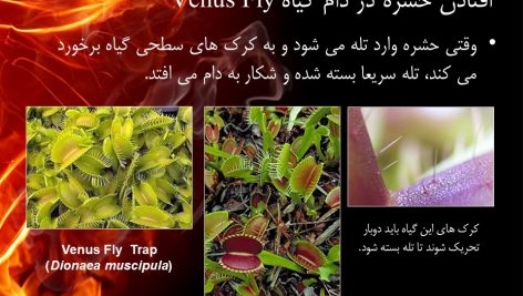 دانلود پاورپوینت گیاهان خارق العاده