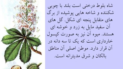 دانلود پاورپوینت گیاهان دارویی