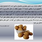 دانلود پاورپوینت سیب زمینی