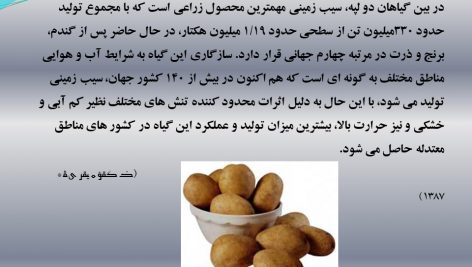 دانلود پاورپوینت سیب زمینی