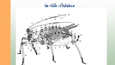 دانلود پاورپوینت شته ها و دشمنان طبیعی آنها
