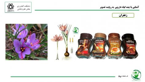 دانلود پاورپوینت آشنایی با ۲۶ گیاه دارویی مهم
