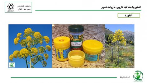 دانلود پاورپوینت آشنایی با ۲۶ گیاه دارویی مهم