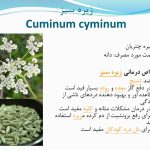 دانلود پاورپوینت کاربرد گیاهان دارویی
